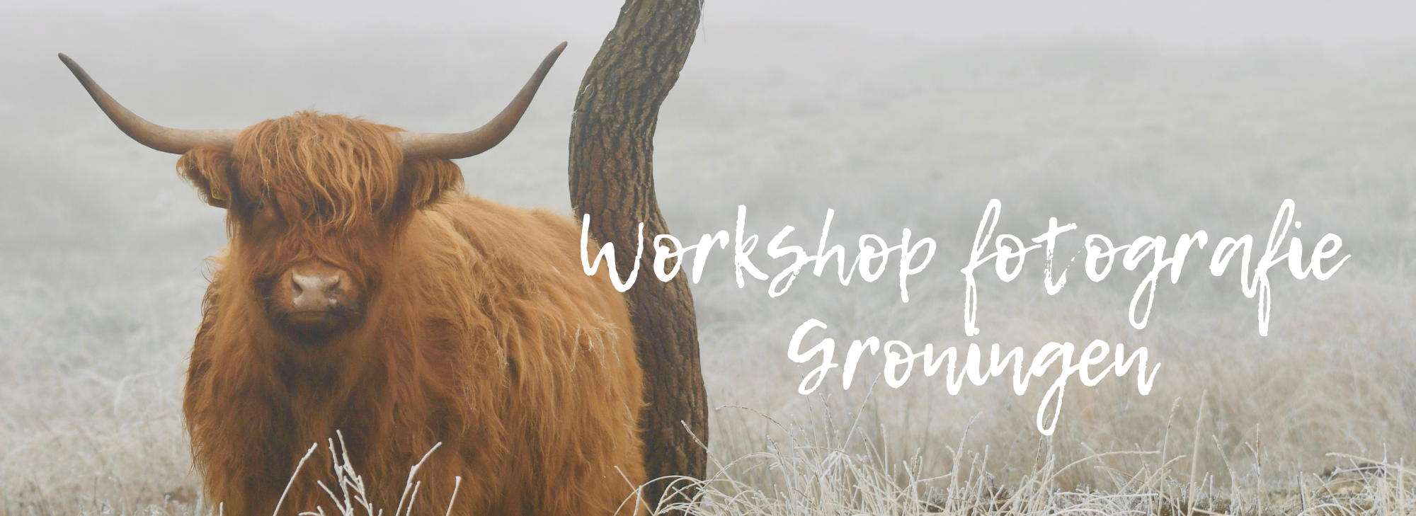 Workshop fotografie met de smartphone in Groningen